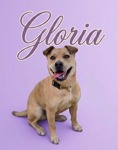 Gloria, an adoptable Shar Pei in Rutherfordton, NC