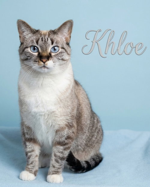 Khloe, an adoptable Siamese in Rutherfordton, NC
