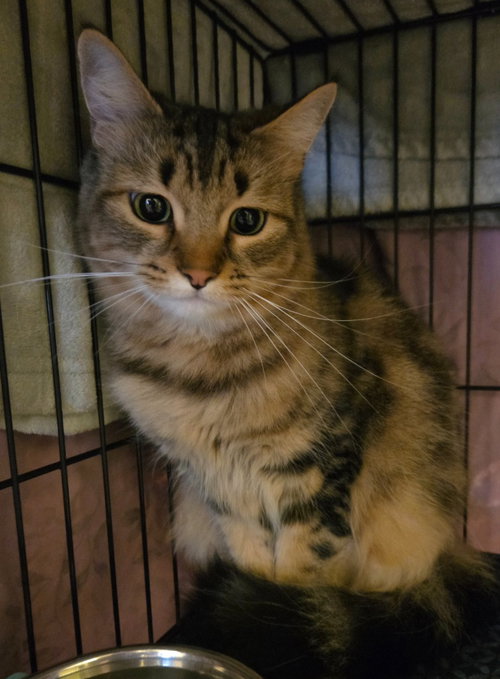 Lily Rose / Raccoon, an adoptable Domestic Medium Hair in Rutherfordton, NC