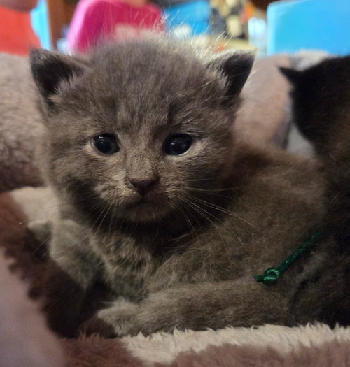Wilma, an adoptable Domestic Short Hair in Rutherfordton, NC