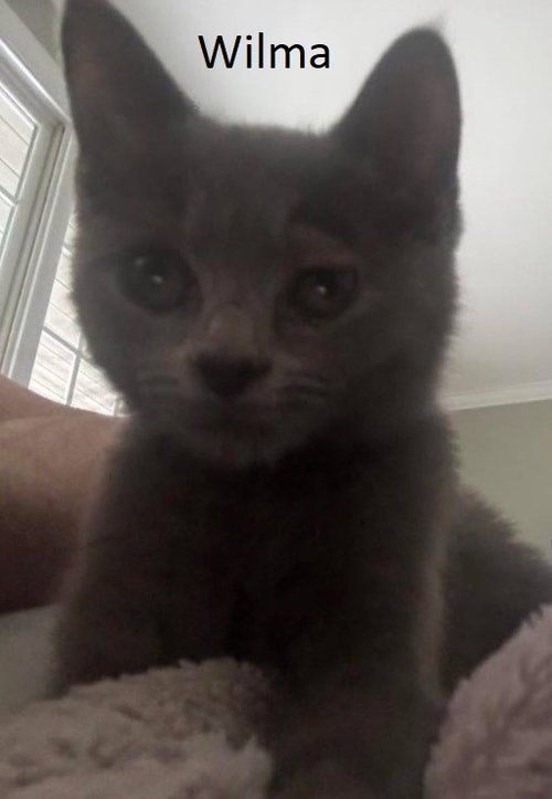 Wilma, Baby Domestic Short Hair, cat for adoption in Asheville, North Carolina