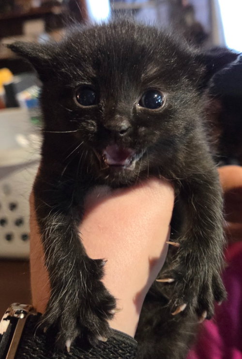 Pebbles, an adoptable Domestic Short Hair in Rutherfordton, NC