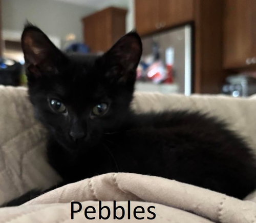 Pebbles, an adoptable Domestic Short Hair in Rutherfordton, NC