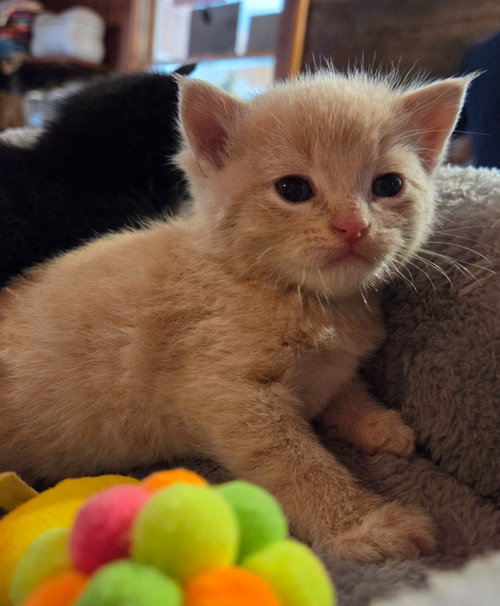 Fred, an adoptable Domestic Short Hair in Rutherfordton, NC