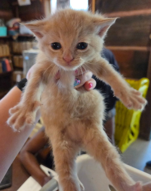 FRED - Domestic Short Hair available for adoption