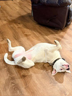 Luna (Courtesy Post), an adoptable Bull Terrier in Rutherfordton, NC