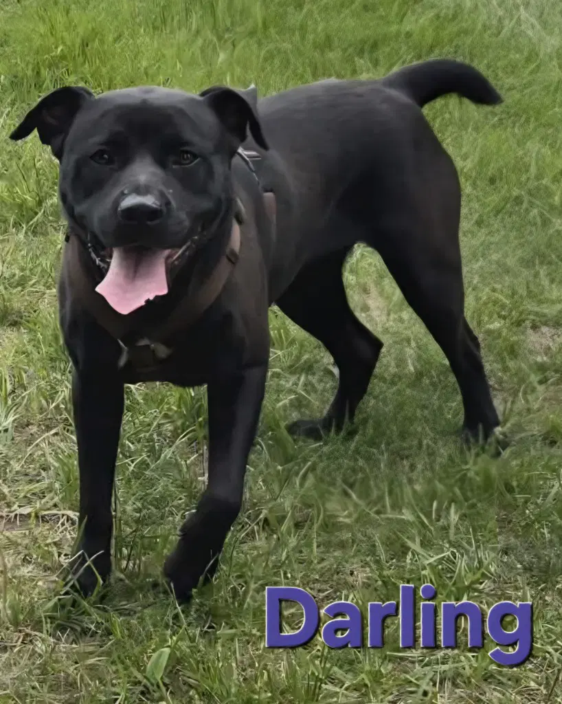 Darling - Labrador Retriever
