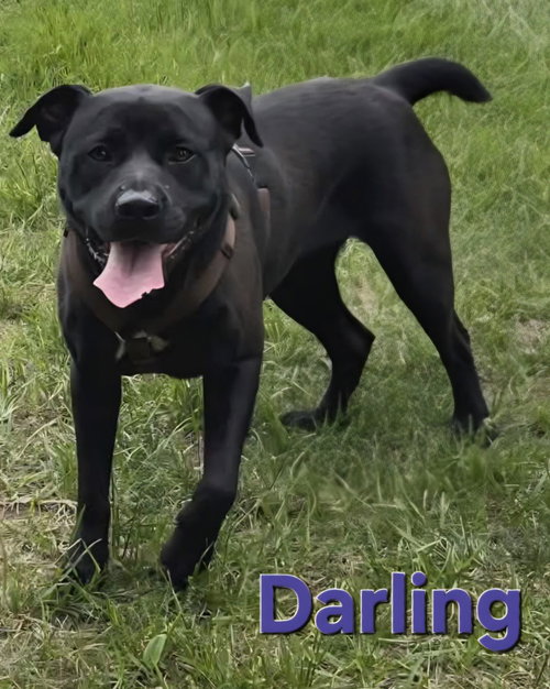 Darling, an adoptable Labrador Retriever in Rutherfordton, NC
