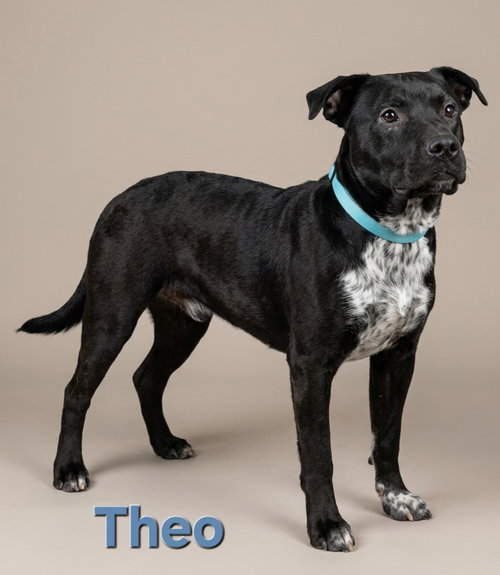 Theo, an adoptable Australian Cattle Dog in Rutherfordton, NC