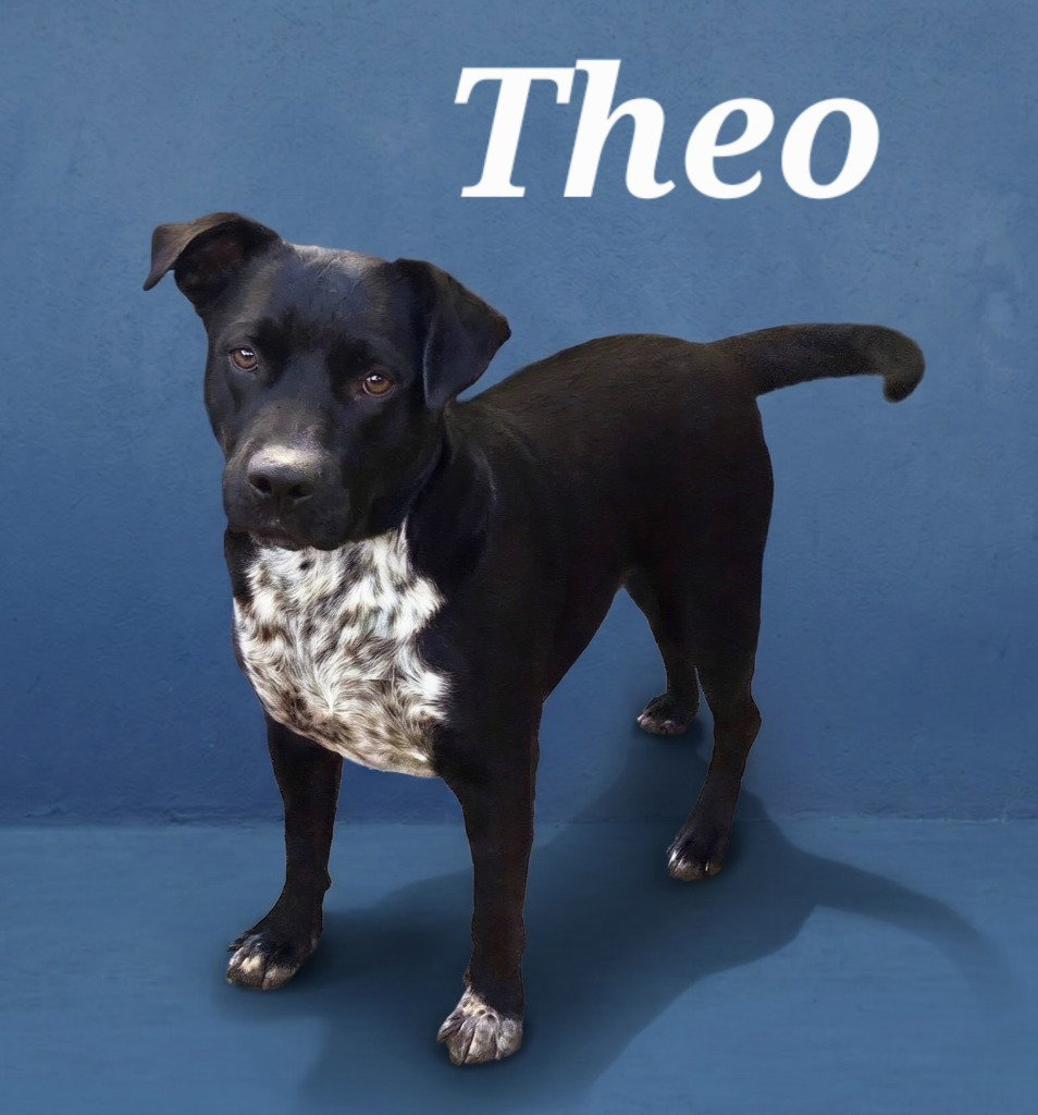 Theo