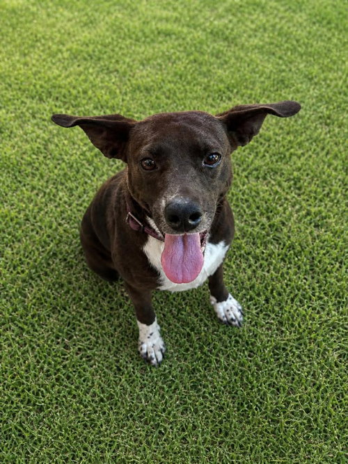 Micah, an adoptable Terrier in Rutherfordton, NC