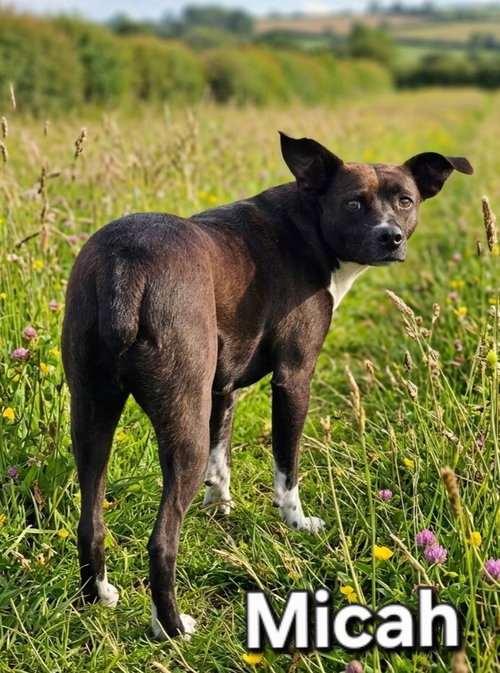 MICAH - Terrier available for adoption
