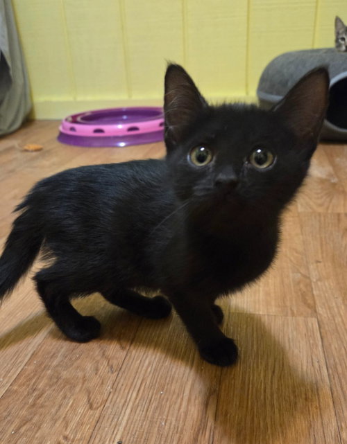 Brandy, an adoptable Domestic Medium Hair in Rutherfordton, NC