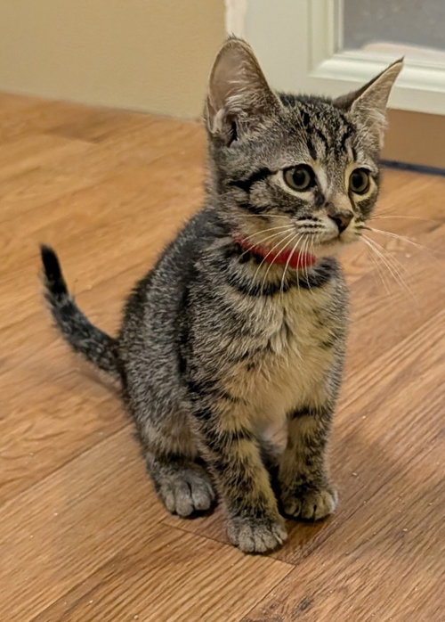Mandy, an adoptable Domestic Short Hair in Rutherfordton, NC