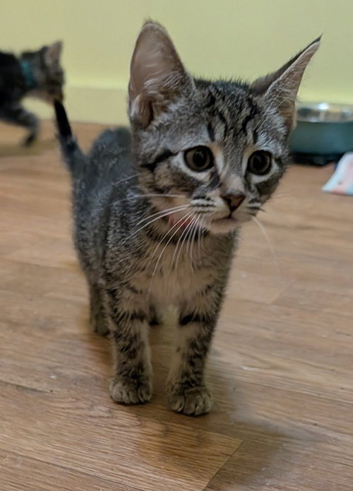 MANDY - Domestic Short Hair available for adoption