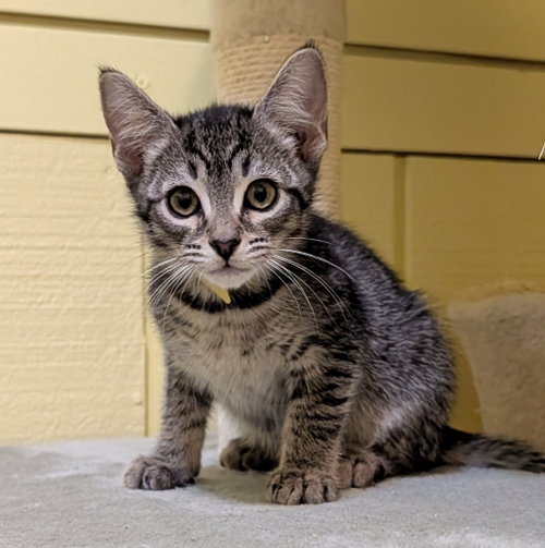 SANDY - Domestic Short Hair available for adoption