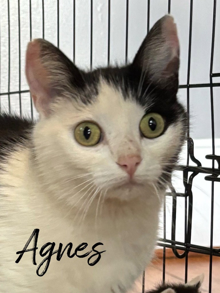 Agnes Image