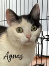 Agnes - Photo 1