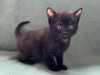 Bob - Photo 1