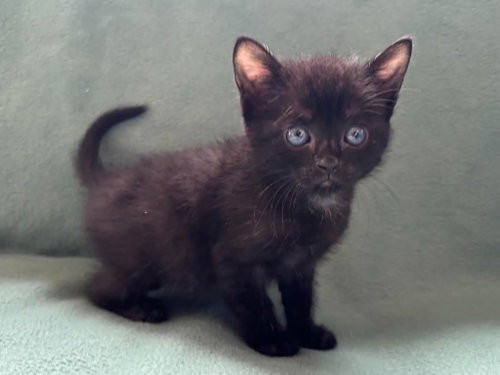 BOB - Domestic Short Hair available for adoption
