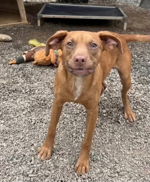 Rocky, an adoptable Hound in Rutherfordton, NC