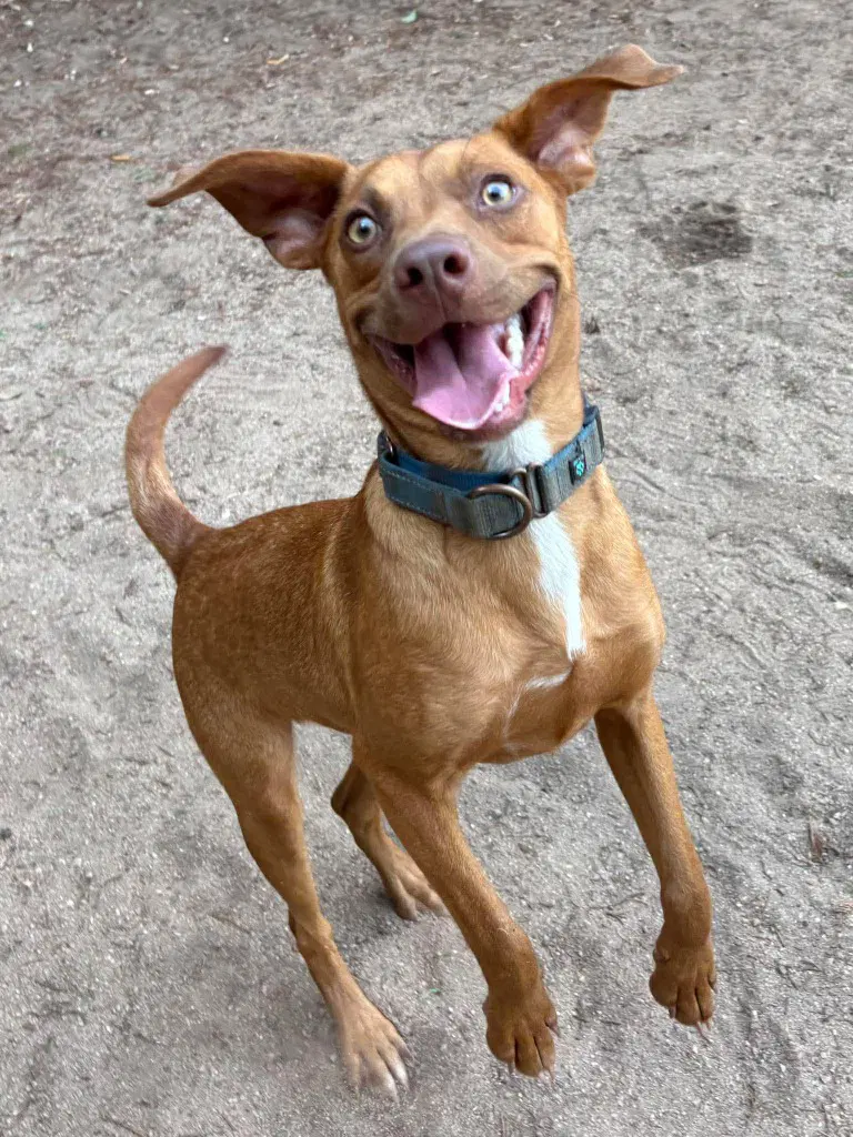 Rocky - Hound