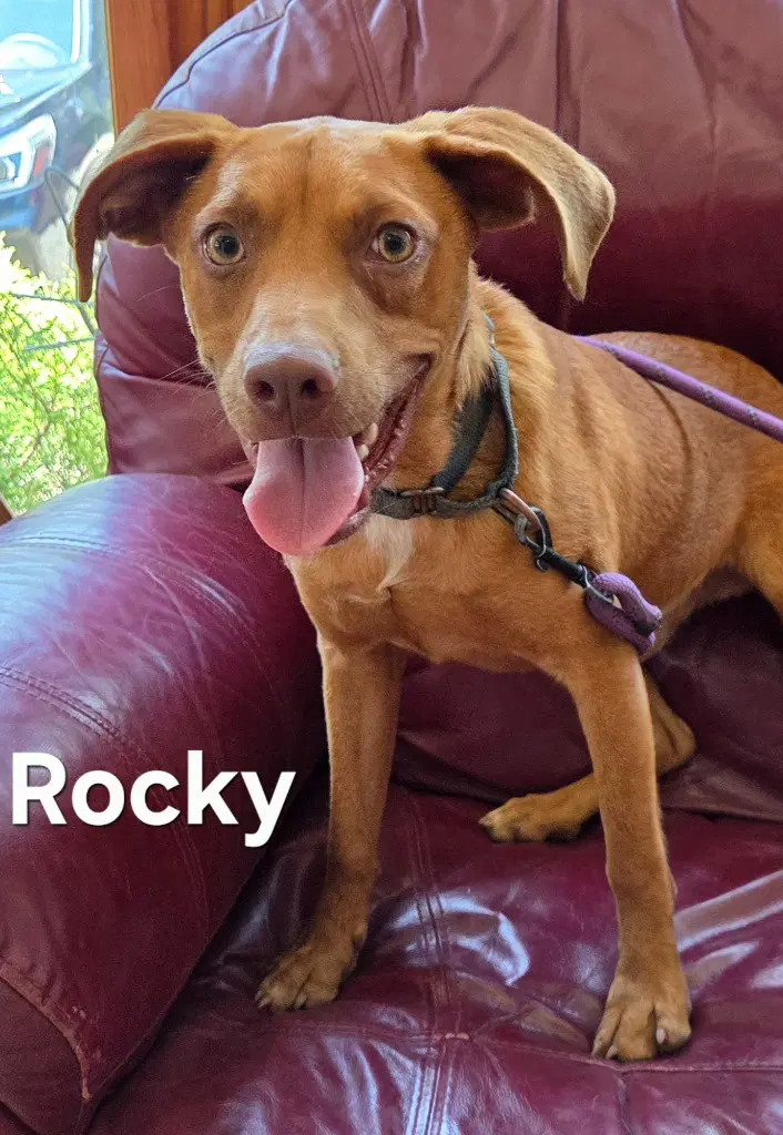 Rocky image 3