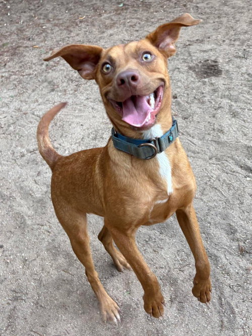 Rocky, a dog for adoption from Heart of the Foothills Animal Rescue
