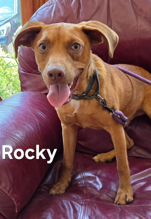 Photo 4 of Rocky