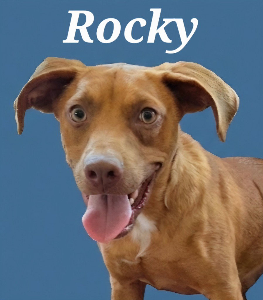Rocky