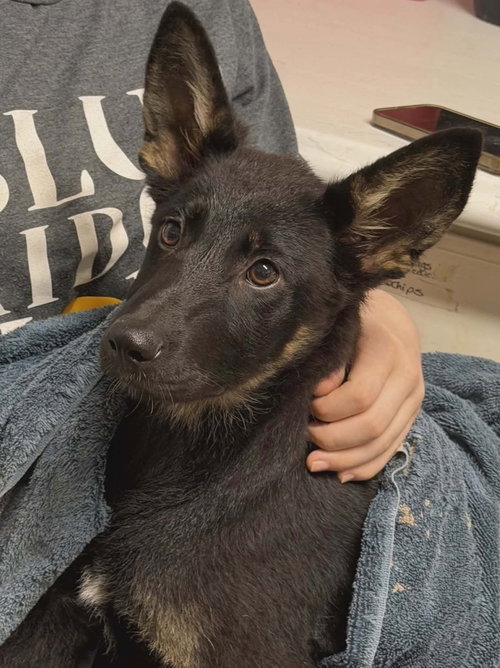 EVE - German Shepherd Dog available for adoption