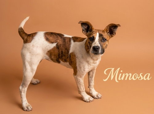 Mimosa, an adoptable Terrier in Rutherfordton, NC
