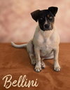 Bellini - Photo 1
