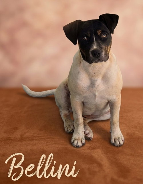 BELLINI - Terrier available for adoption
