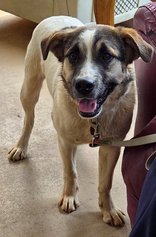 ERNIE - Great Pyrenees available for adoption