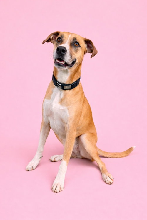 Cinnamon, an adoptable Boxer in Rutherfordton, NC