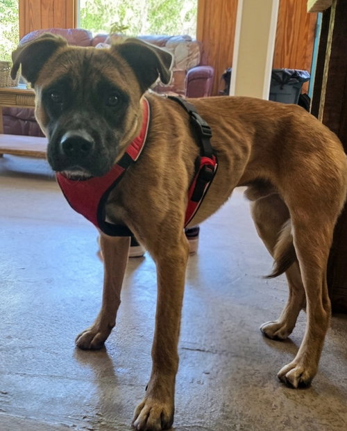 MARCUS - Boxer available for adoption