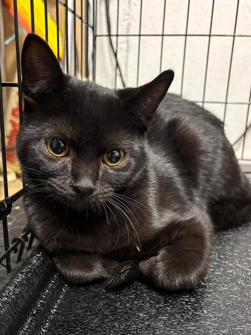 RALPH - Domestic Short Hair available for adoption