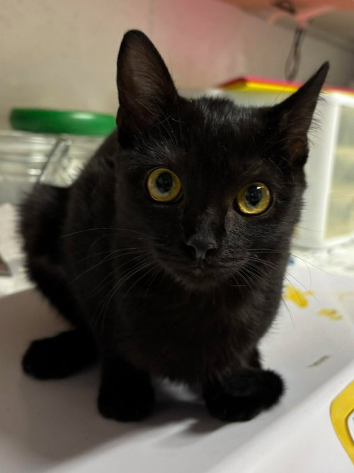 PENELOPE - Domestic Short Hair available for adoption