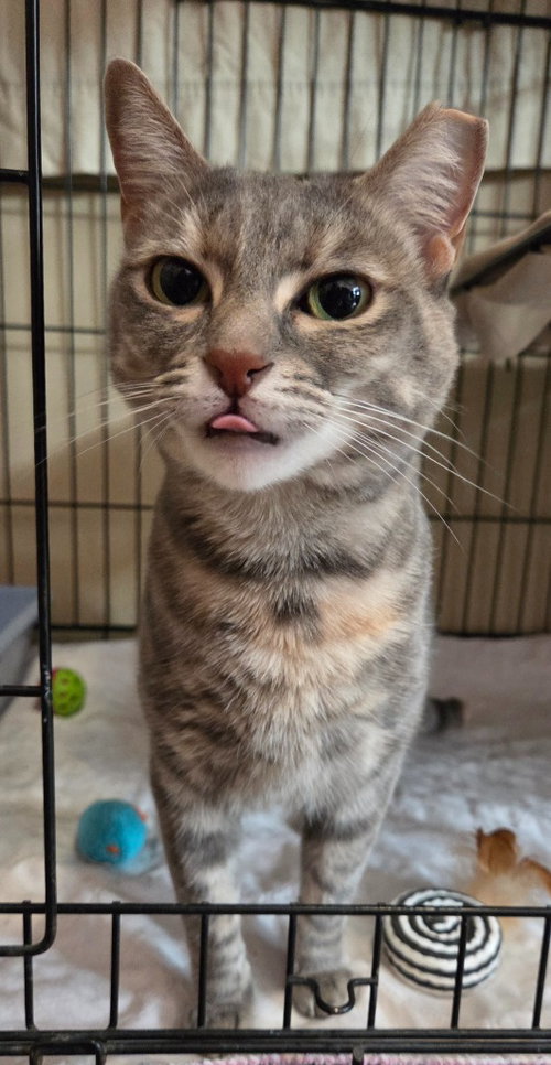 NAMI - Domestic Short Hair available for adoption