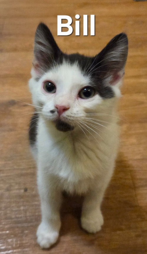 Bill, Baby Domestic Short Hair, cat for adoption in Asheville, North Carolina
