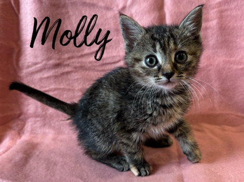 Molly