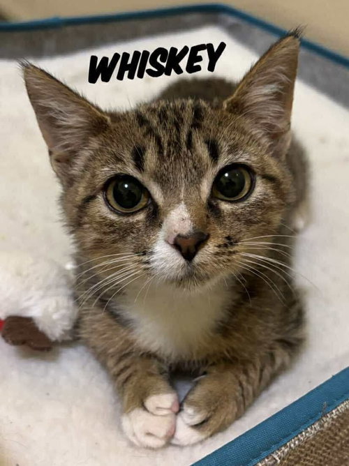 Whiskey