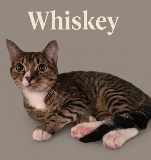 Whiskey, Young Domestic Short Hair, cat for adoption in Asheville, North Carolina