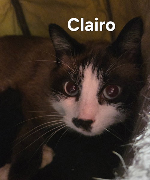Clairo