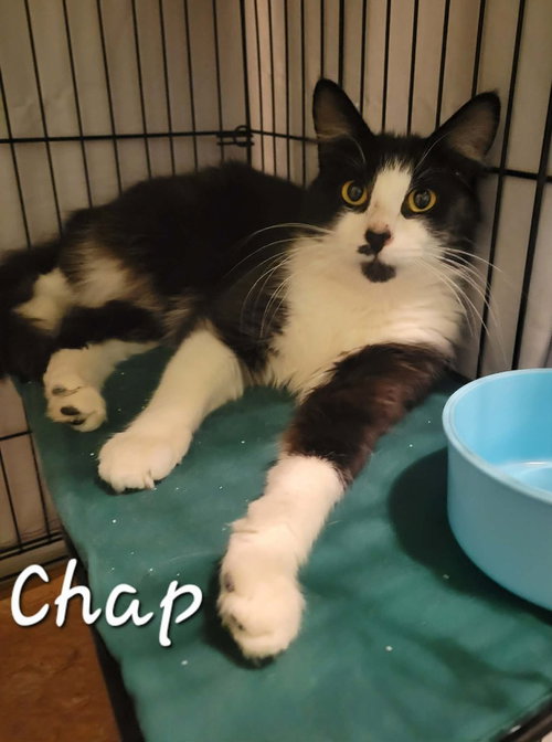 Chap