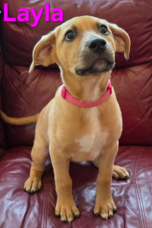 Layla, an adoptable Mountain Cur in Rutherfordton, NC