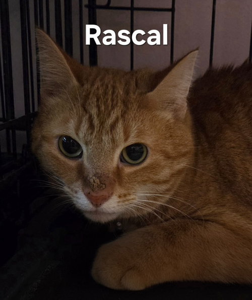 Rascal