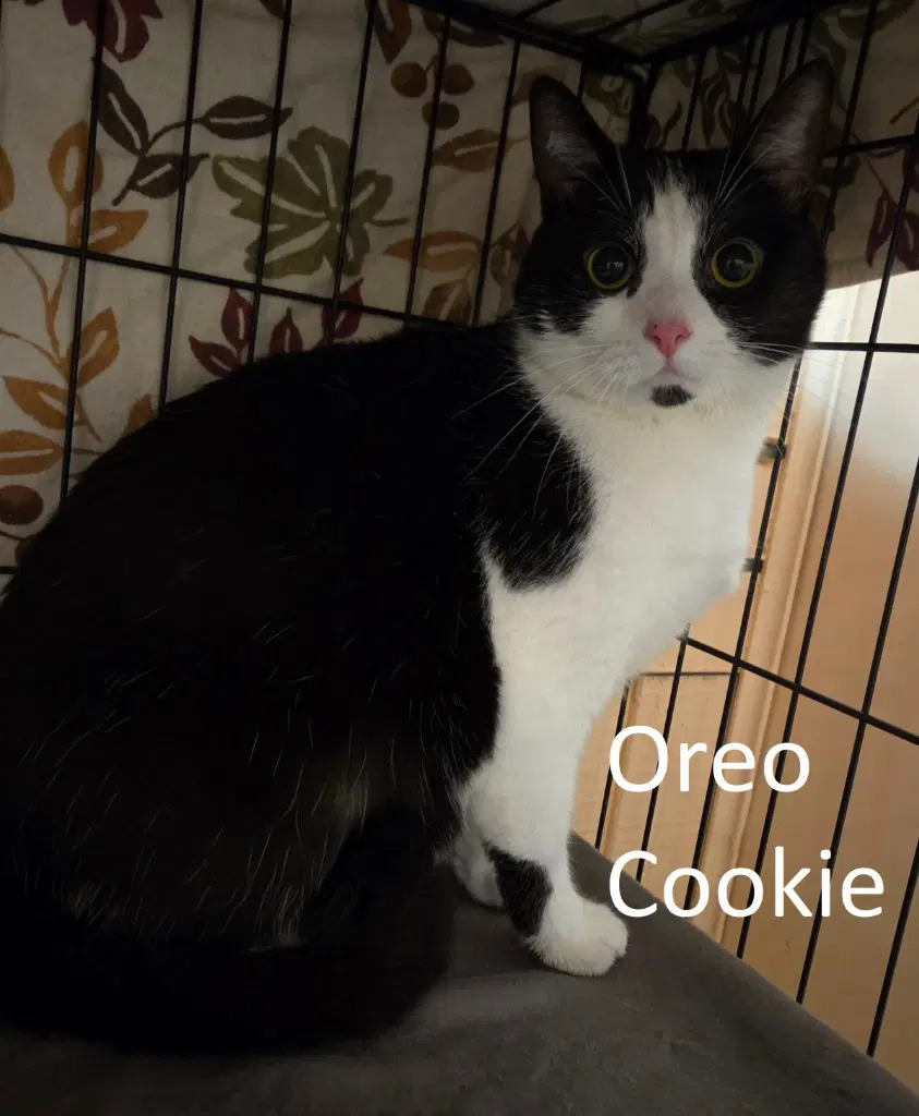 Oreo Cookie - Domestic Short Hair