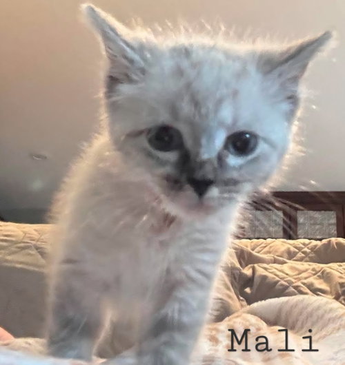 Mali, Baby Siamese, cat for adoption in Spartanburg, South Carolina